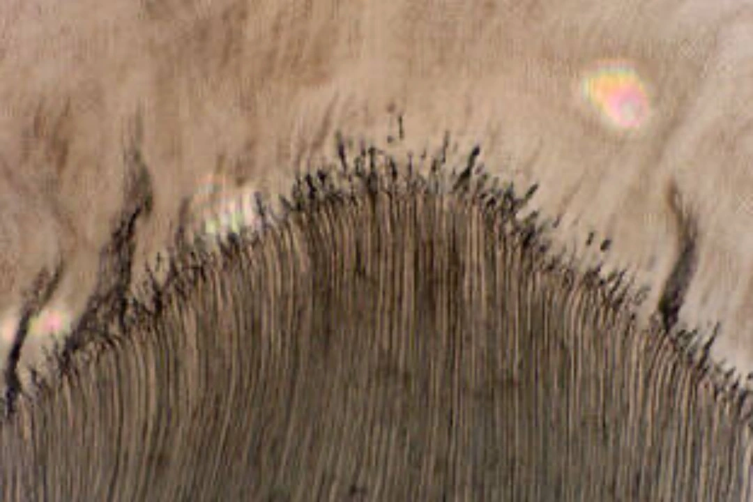 micrograph of human tooth